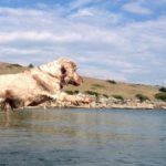 Urlaub mit Hund am Meer