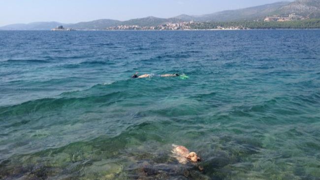 Urlaub mit Hund auf der Insel Čiovo
