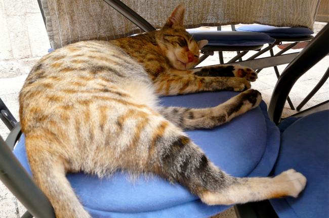 Katze in Sibenik