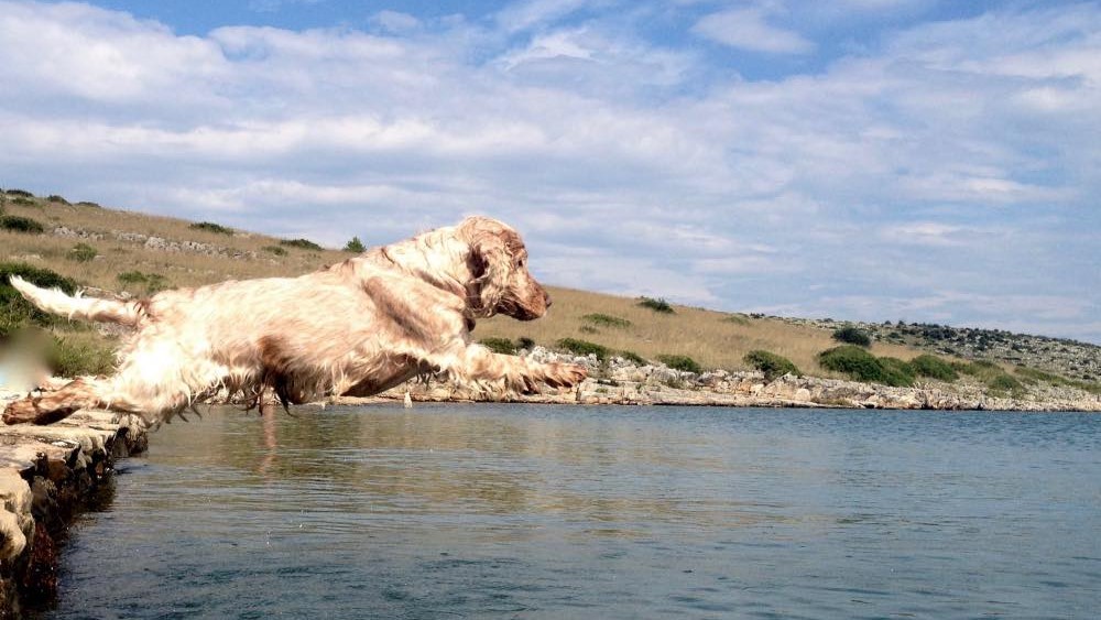 Urlaub mit Hund auf der Insel Dugi otok in Dalmatien